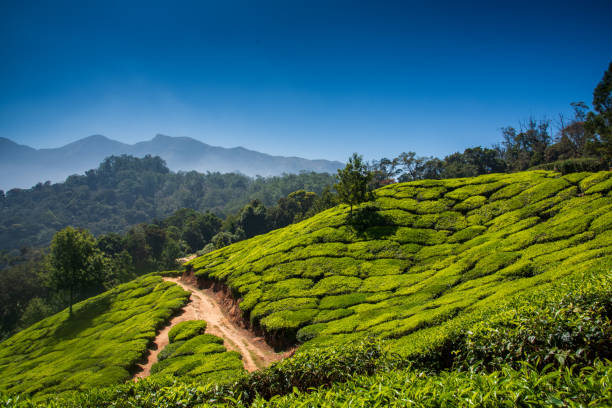 tea plantation, munnar,