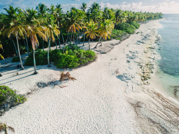 coconut palm trees at tropical paradise beach in maldive island.
